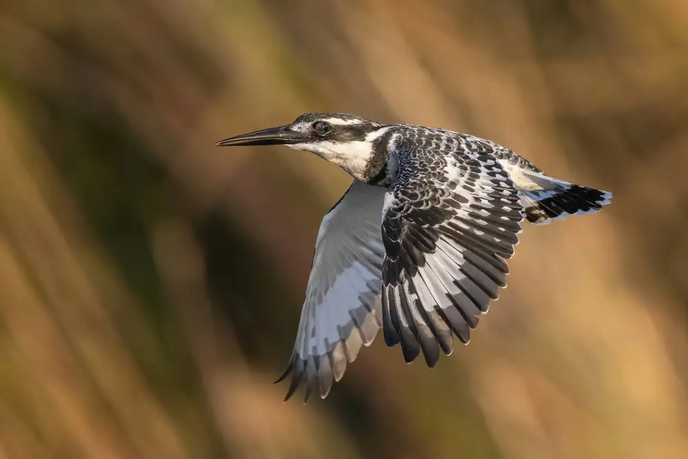 Wilson, Guy: Pied Kingfisher