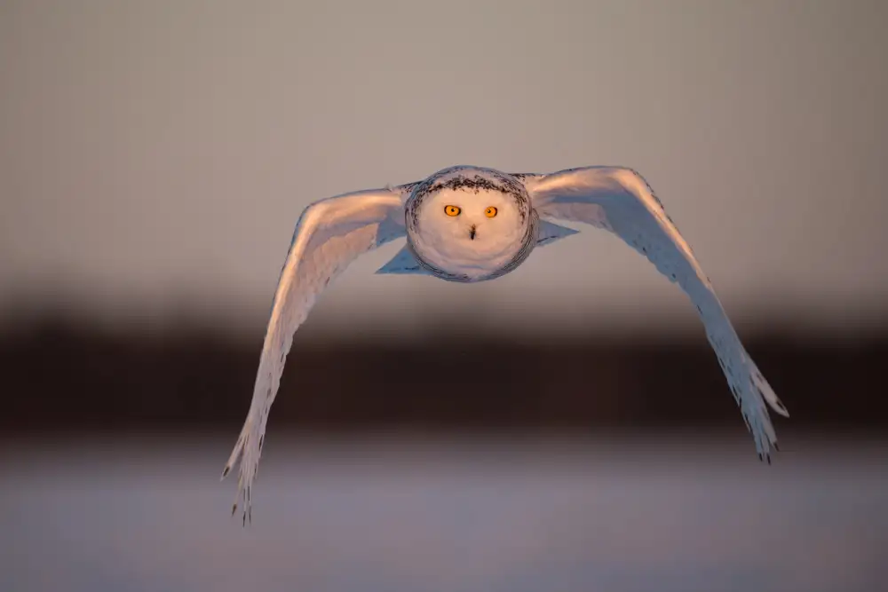 Pozzi, Marco: Fliegend