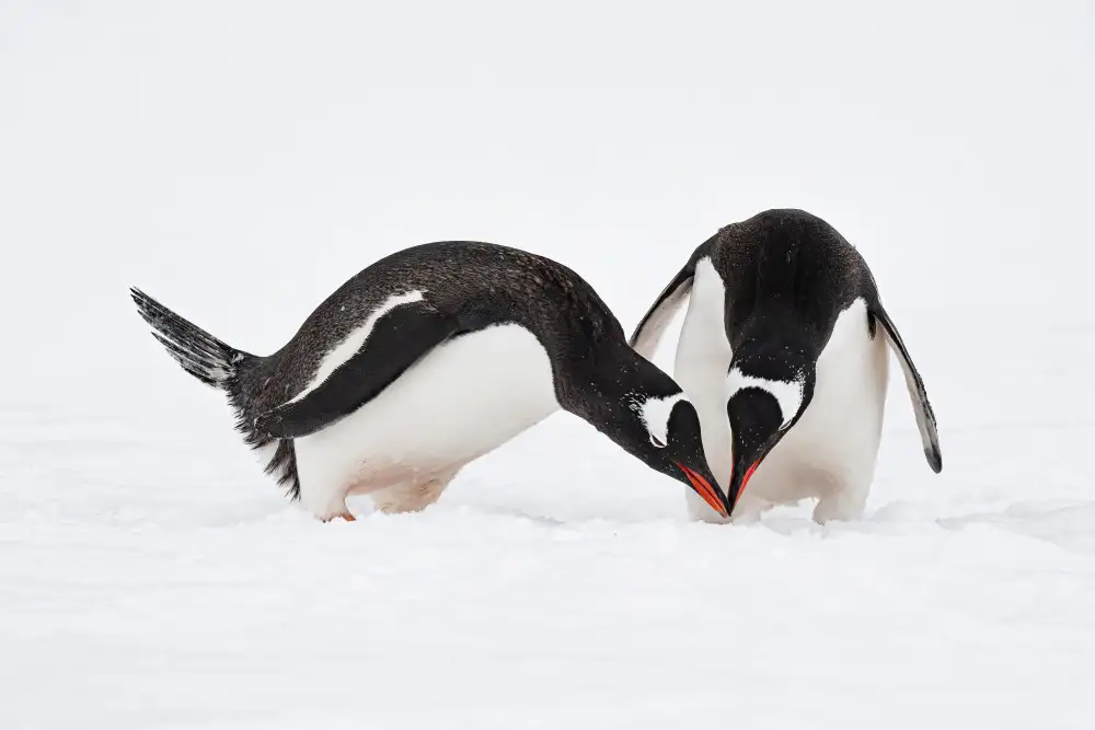 Cai, James: Pareja