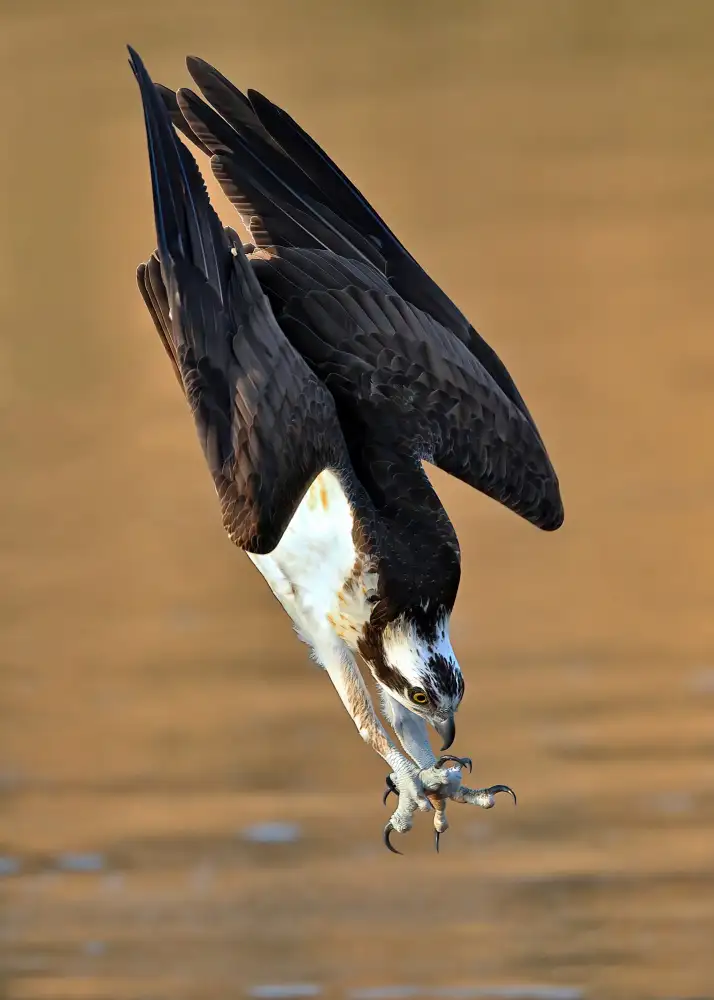 Lam, Gavin: Osprey v akci