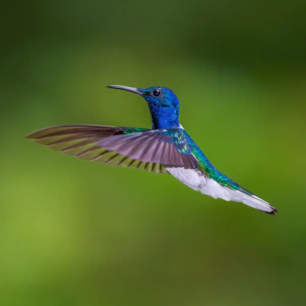 NOTO, DI GENNARO: White necked jacobin