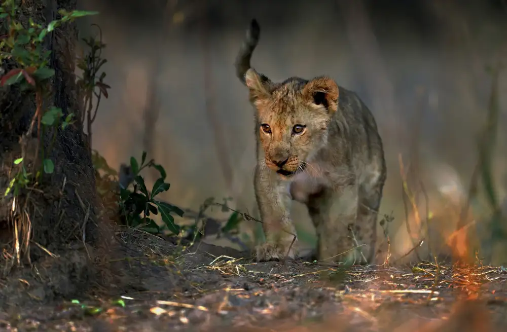 DAmico, Giuseppe: Looking In the Bush
