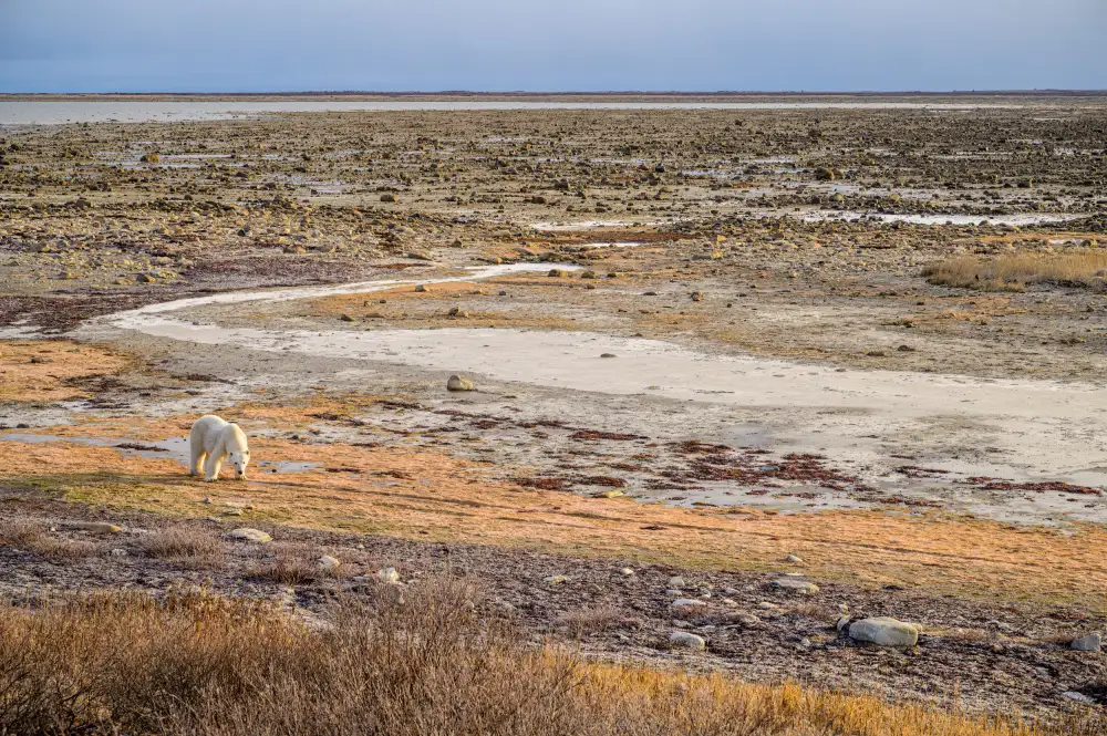 Keiger, Dale: Tundra Walkerová
