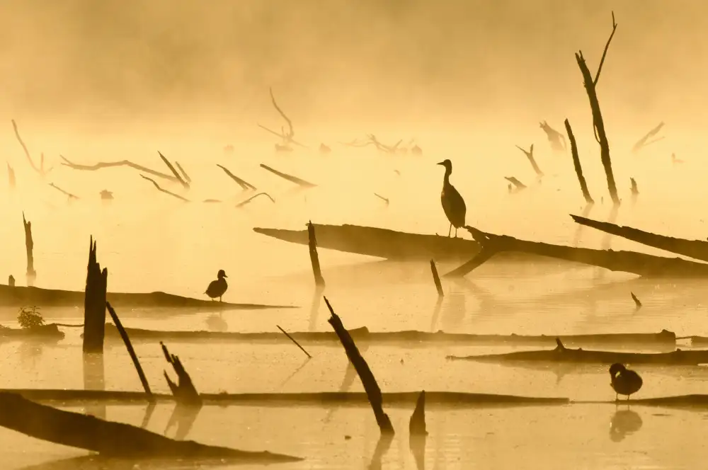 Baekelandt, Luc: Morninglight