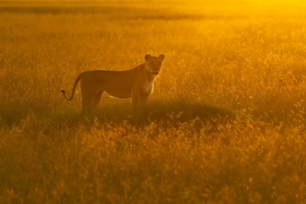 Marchegiani, Roberto: Zlatá savana