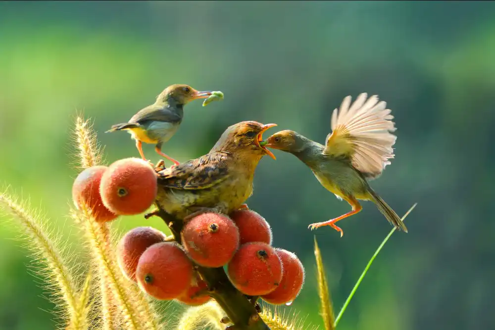 Setiadi, Ajar: feeding time