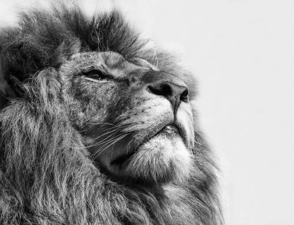 Worseling, Natascha: The King....