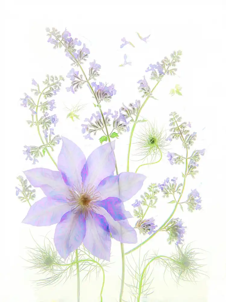 Zhou, Fangping: Purple Clematis