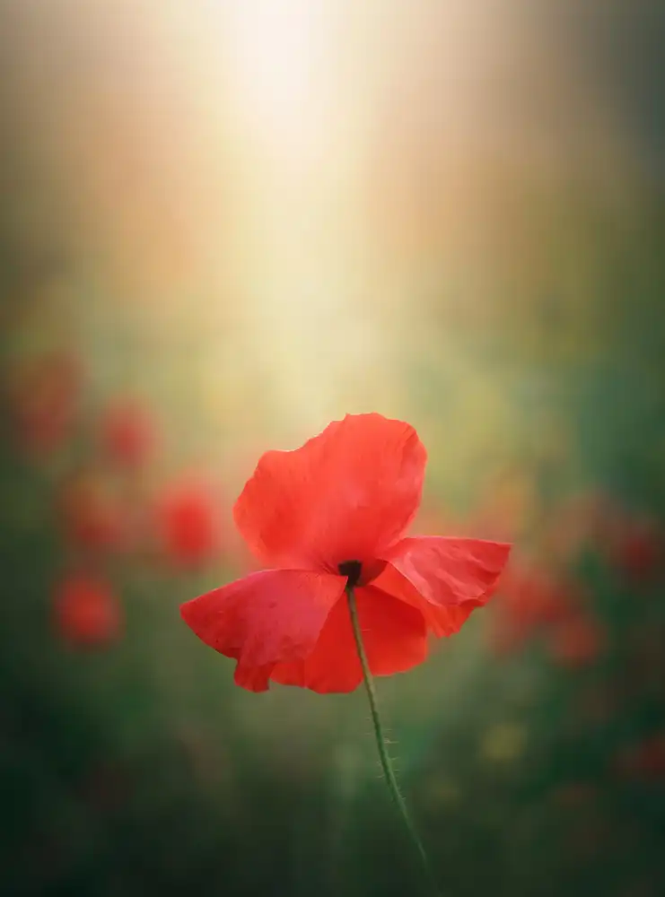 Joanaduenas: Light and colors 3 7R41568