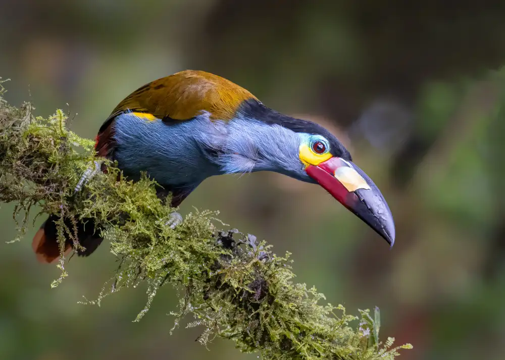 Wei, and Siyu: Toucan