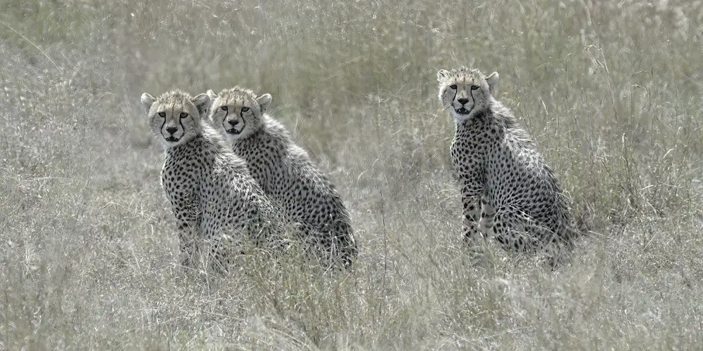 Henley, Nadine: Cheetah Cubs