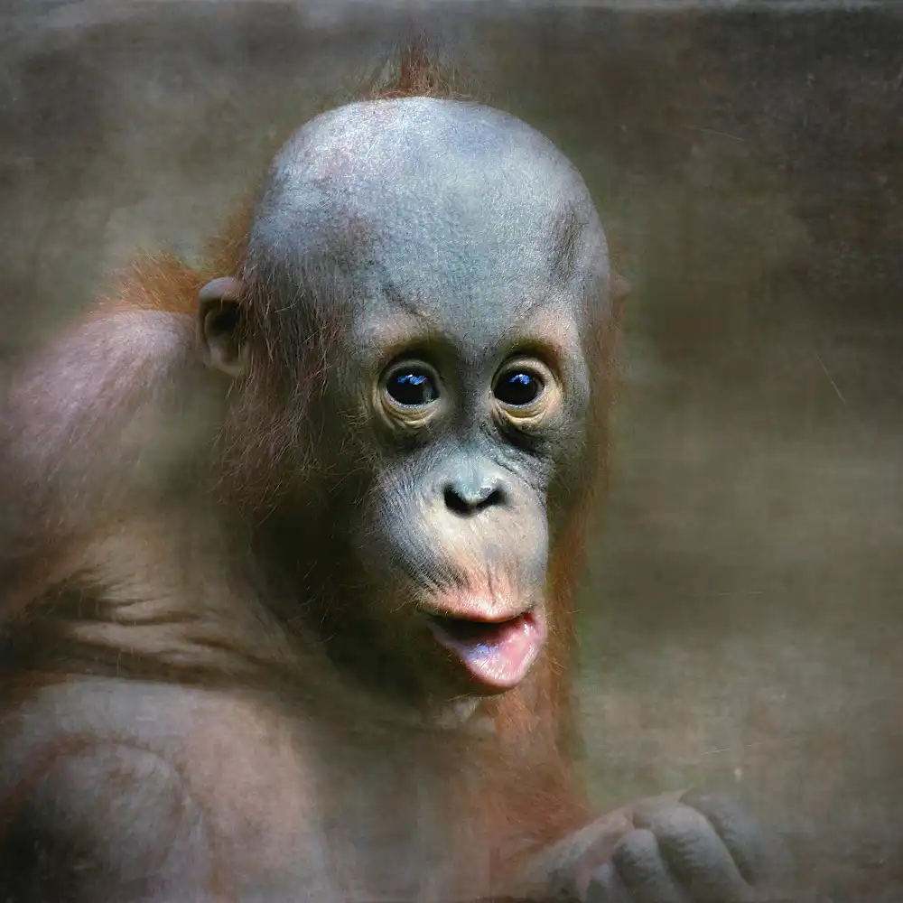 Droste, Holger: junger Orang-Utan