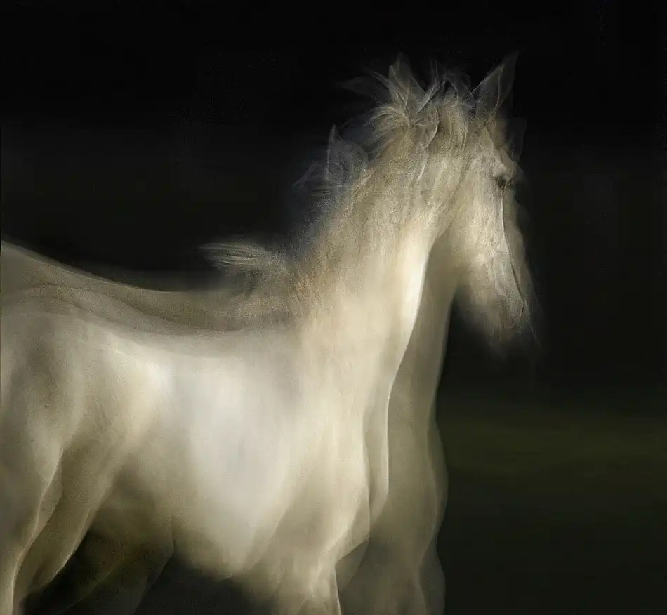 Malovrh, Milan: Lipizzaner