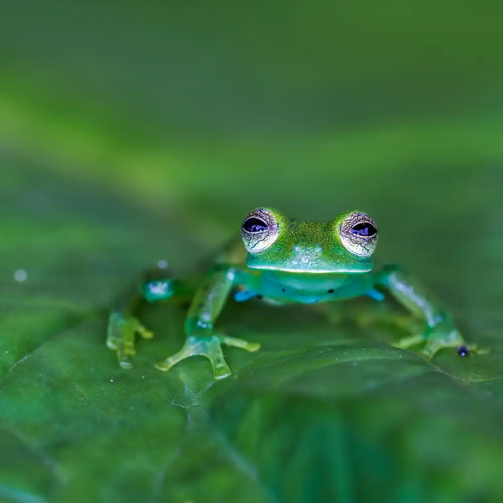 NOTO, DI GENNARO: Glass frog