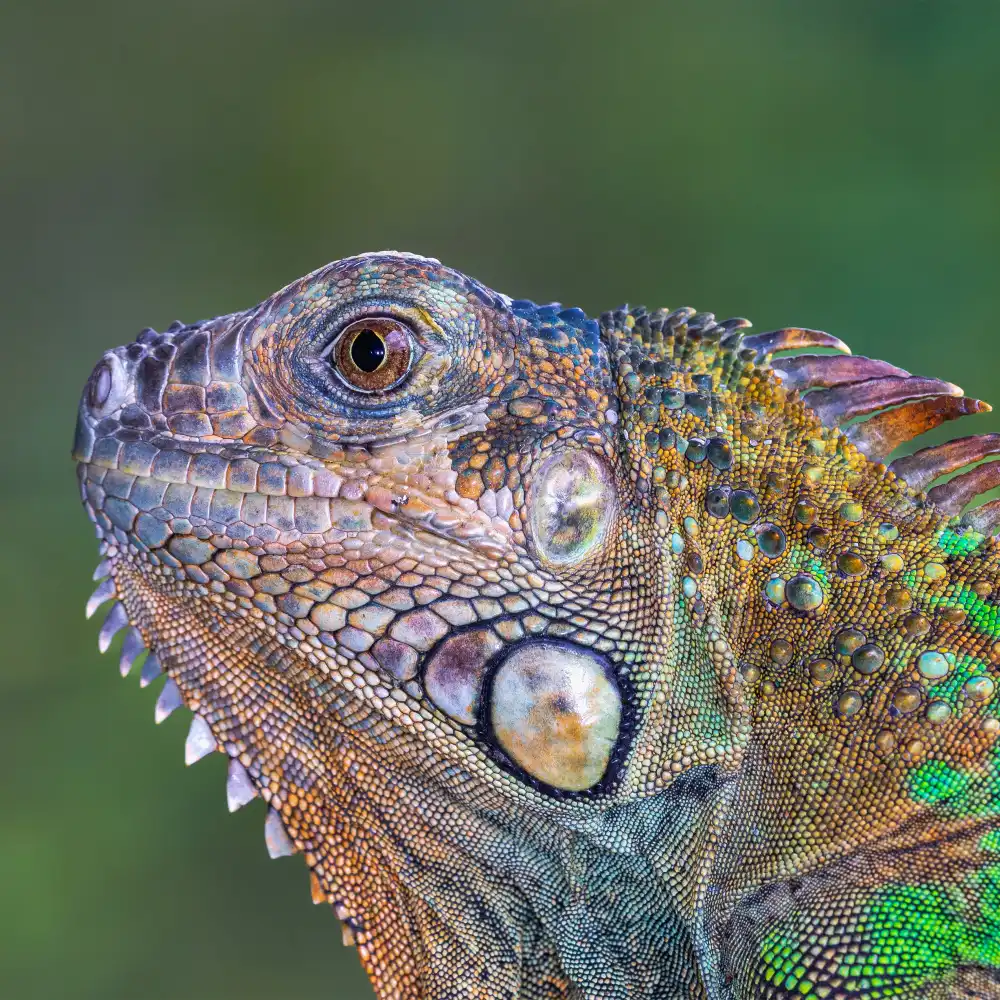 NOTO, DI GENNARO: Iguana verde