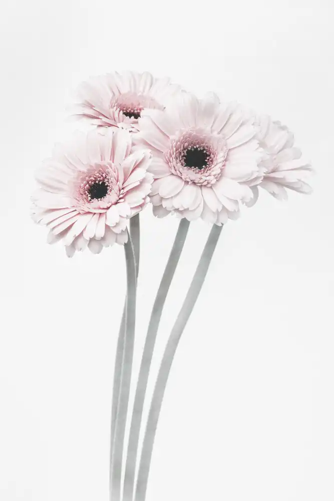 Studio, Pictufy: Pink Flowers