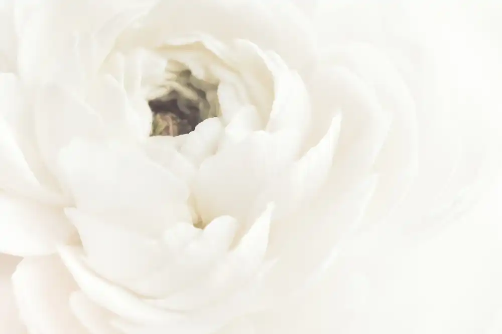 Studio, Pictufy: Fiore bianco 02