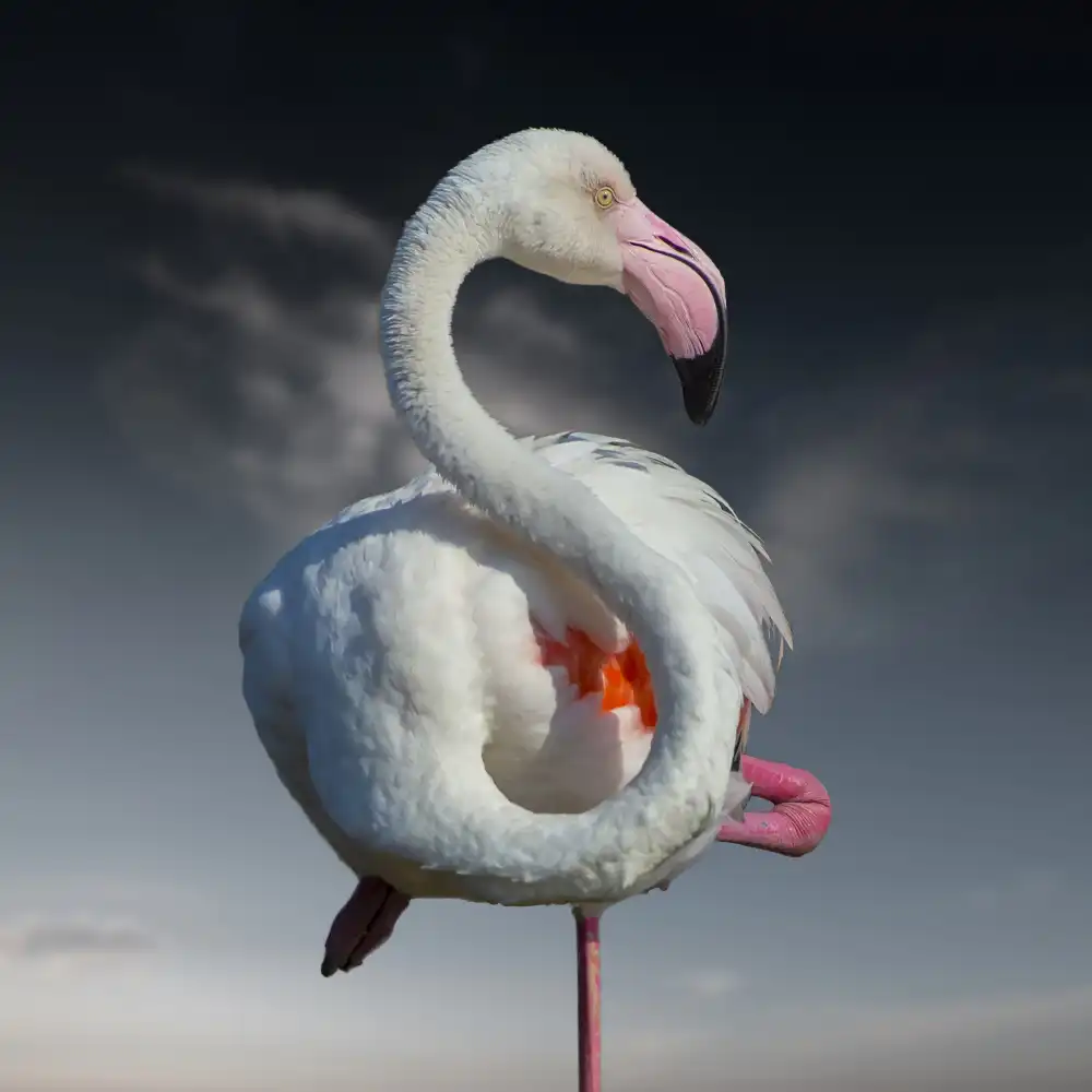 Caterina, Walter: In Pink vertrauen wir