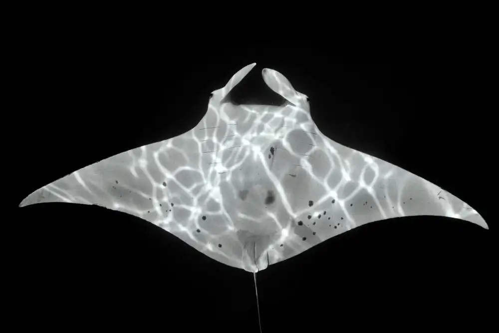 Melesan, Serge: Manta ID