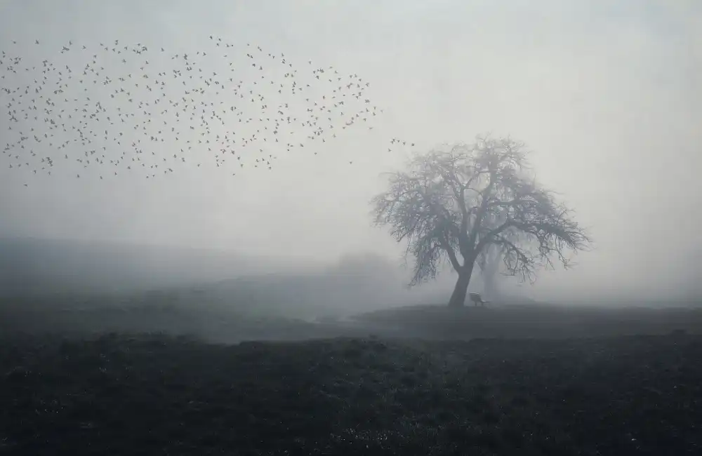 Hermann, Uschi: misty morning