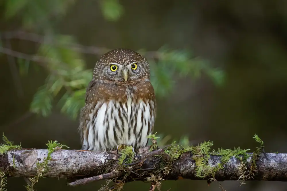 Wang, Max: Northern pygmy owl