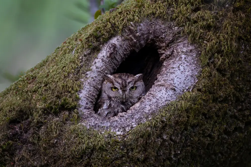 Wang, Max: Western screech owl