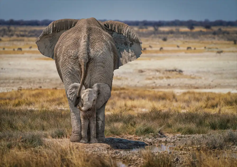 Egger, Marcel: Cucciolo di elefante