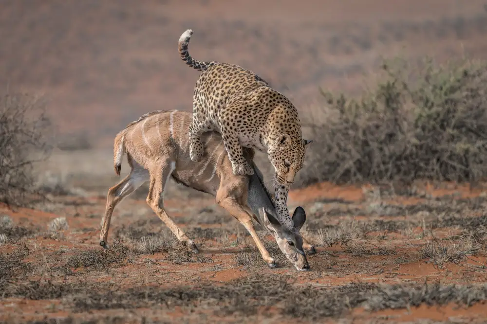 Egger, Marcel: Lov leopardů
