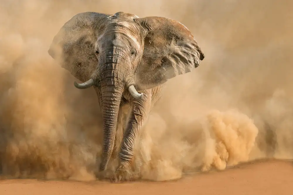 Egger, Marcel: Tempesta Nel deserto