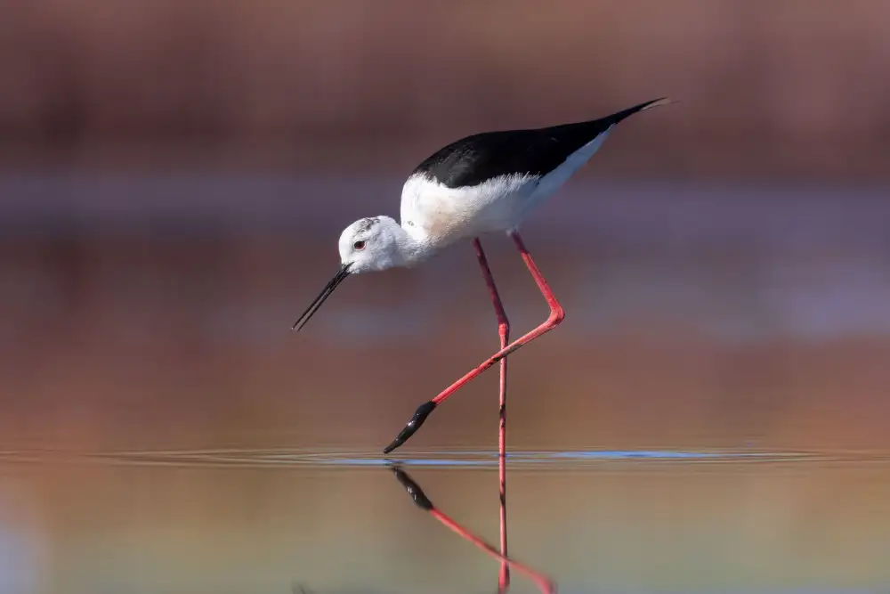 Simone, De Ciro: Himantopus himantopus