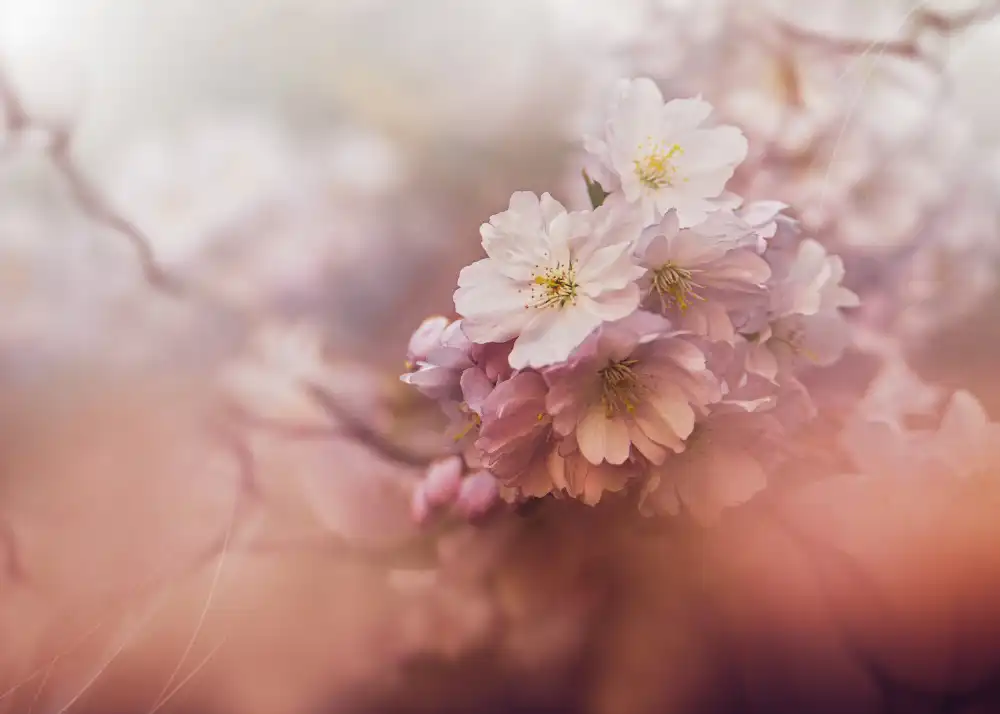 Zvinakeviciute, Kristina: Sakura