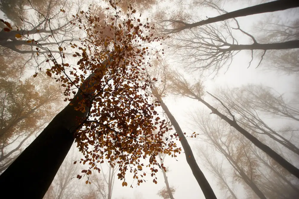 Baekelandt, Luc: Fall