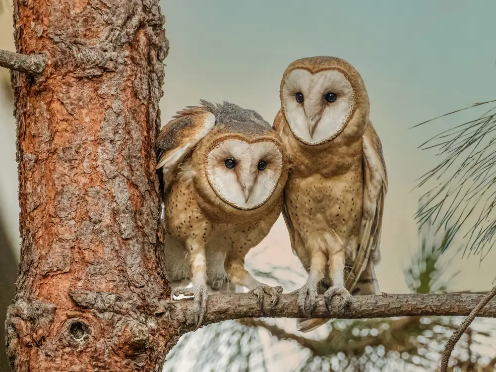 (吉星高照), Taksing: American Barn Owl