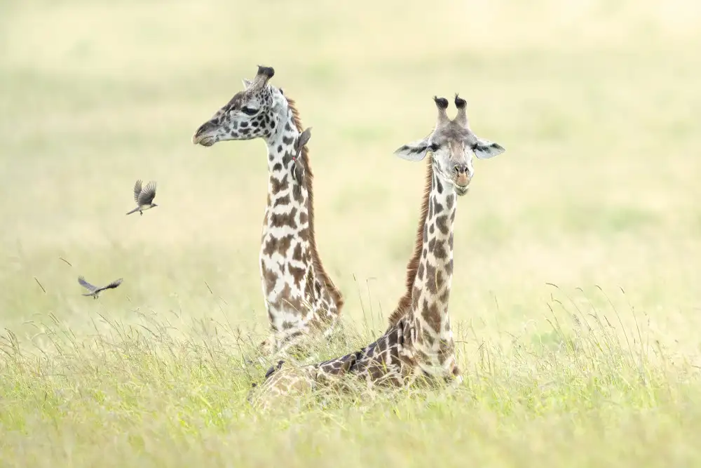 Marchegiani, Roberto: Žirafy v Masai Mara
