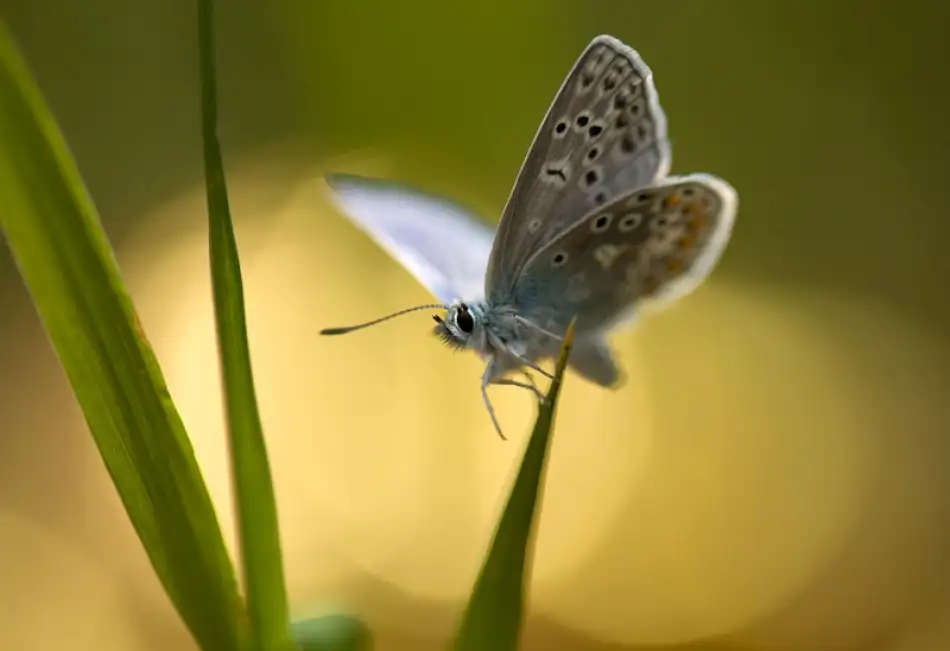 Thalin, Bee: Papillon