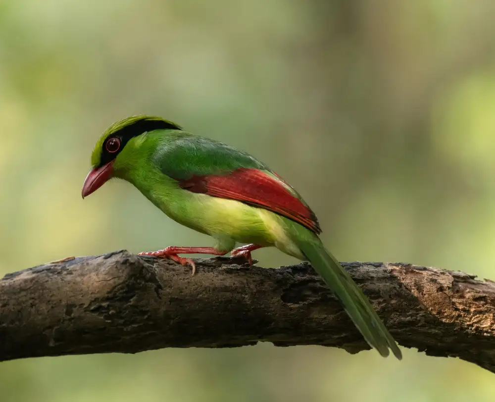 Chakraborty, Chiranjib: Green Magpie
