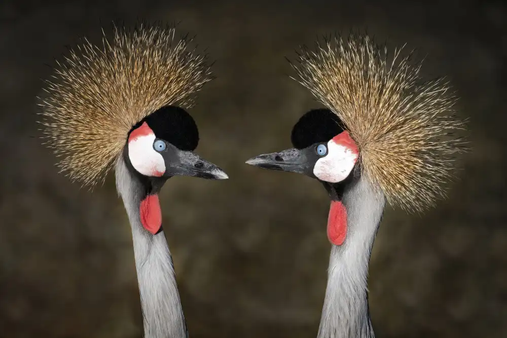 Guillemot, Mathilde: Grey Crowned Cranes Appointment