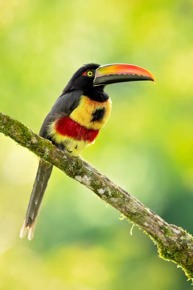 Zygmunt, Milan: Aracari mit feuriger Rechnung