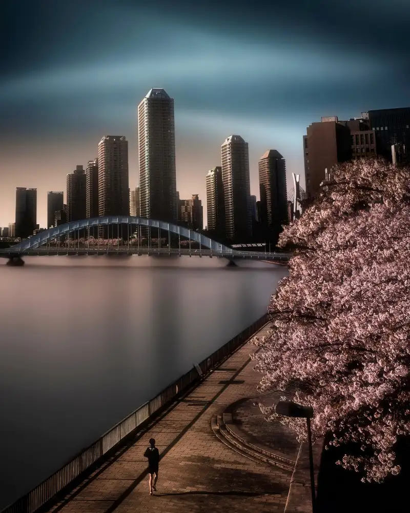 T, Amatou: Sakura