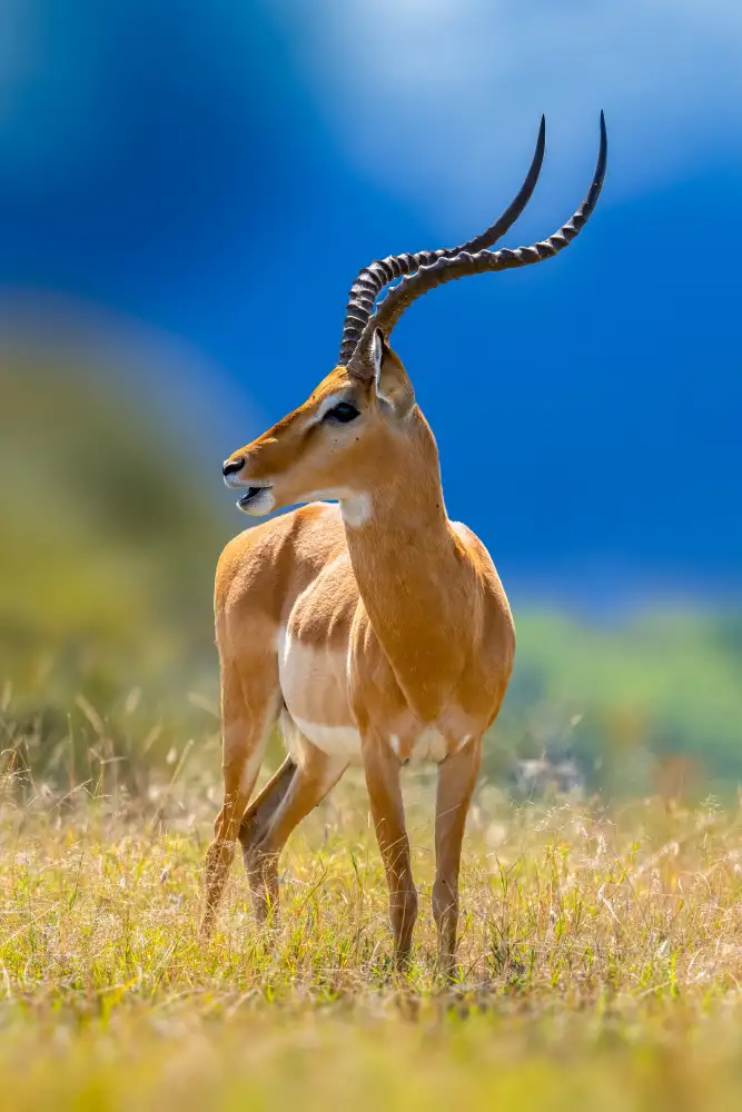 Elsheshtawy, Ahmed: impala