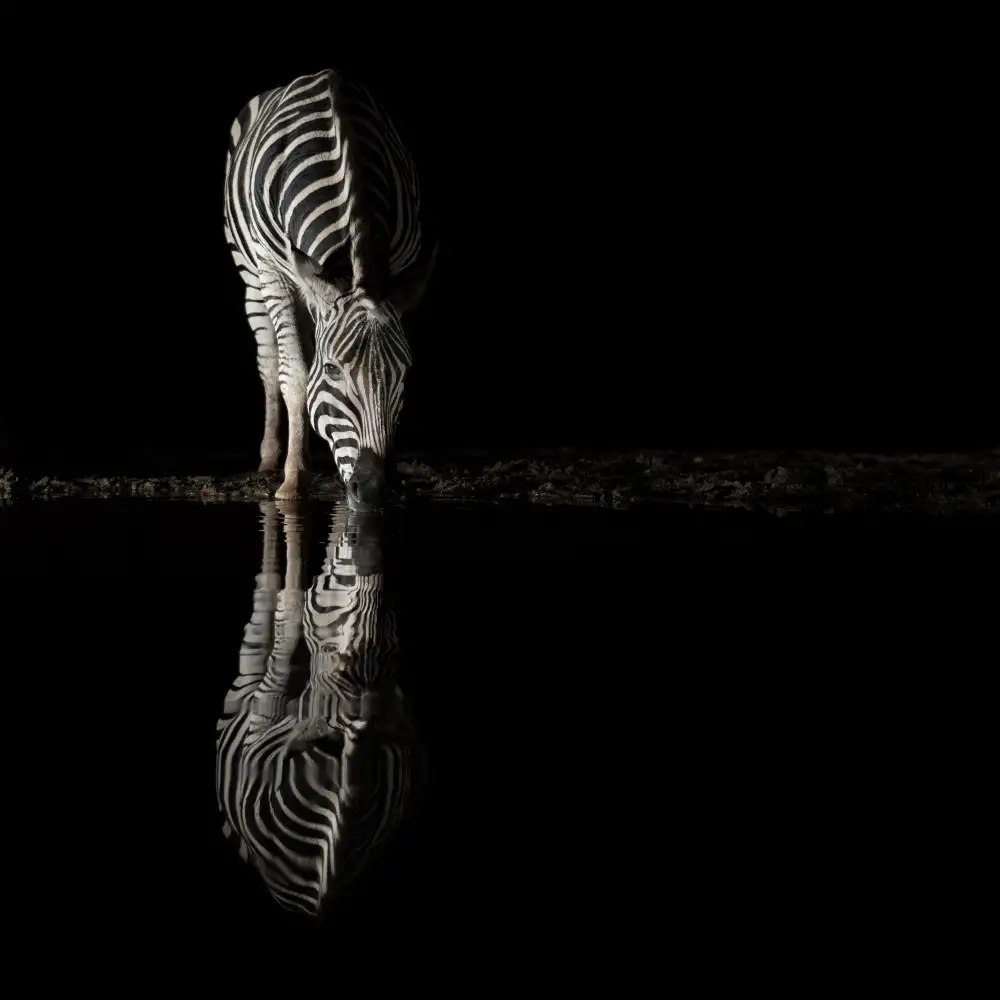Michiels, Bart: Trinkendes Zebra