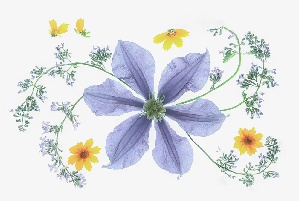Zhou, Fangping: Blue Clematis