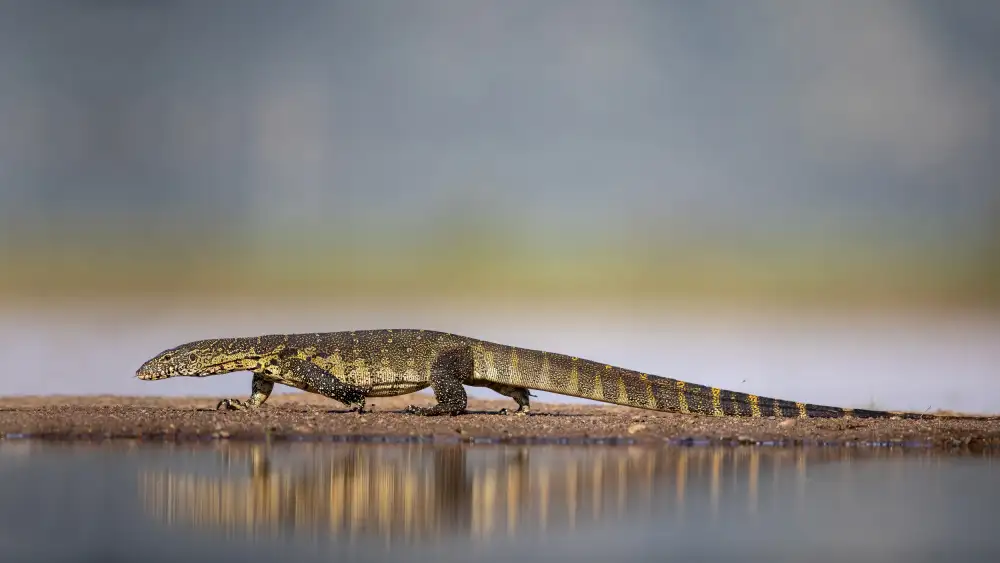 Catta, Alessandro: Water Monitor