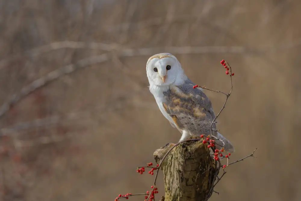 Wang, Max: Barn Owl
