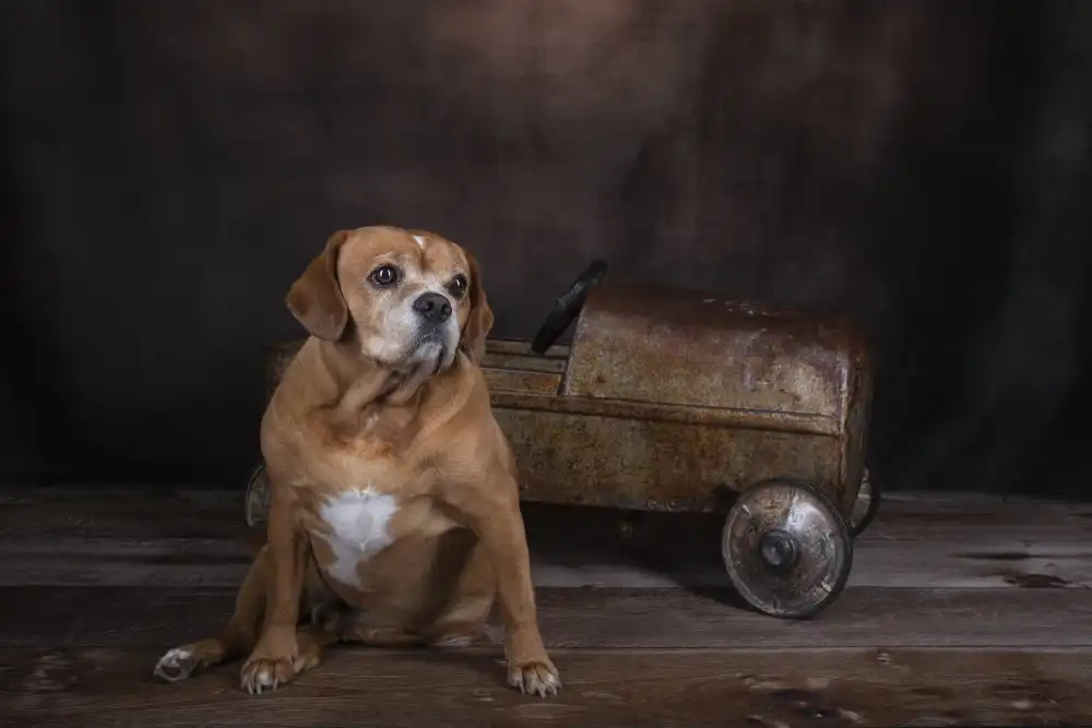 Wolbers, Louise: Buddy