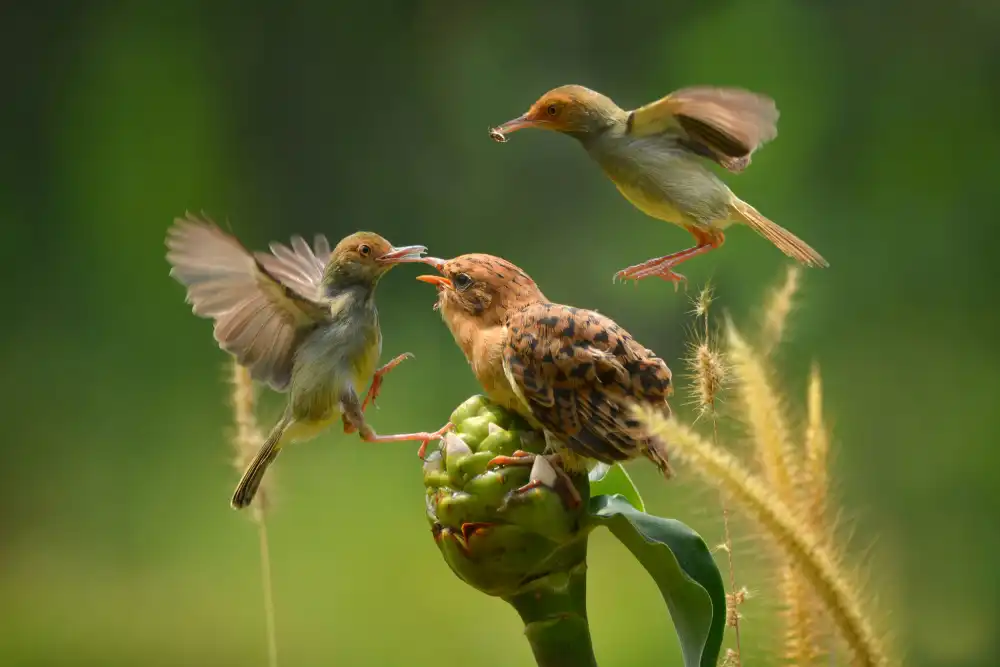 Setiadi, Ajar: feeding