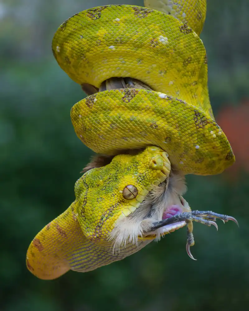 Setiadi, Ajar: small phyton and prey