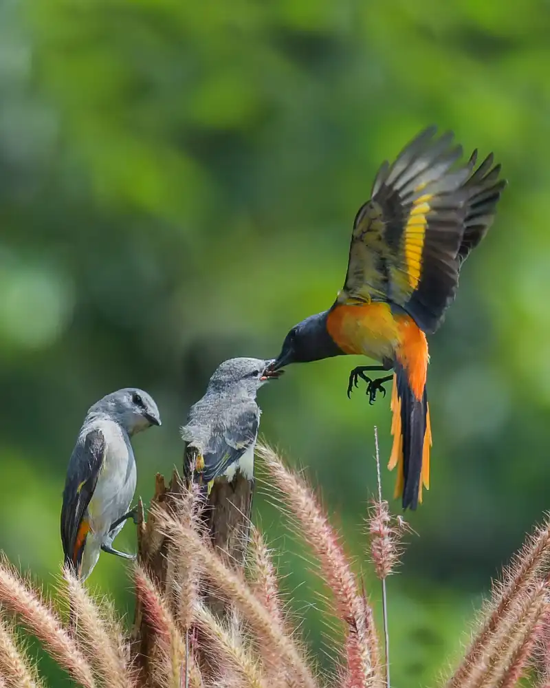 Setiadi, Ajar: mantenan birds2