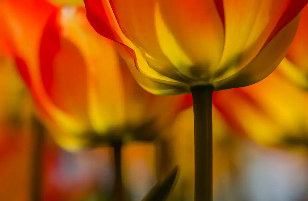 Berkovits, Dorit: Pod tulipánem