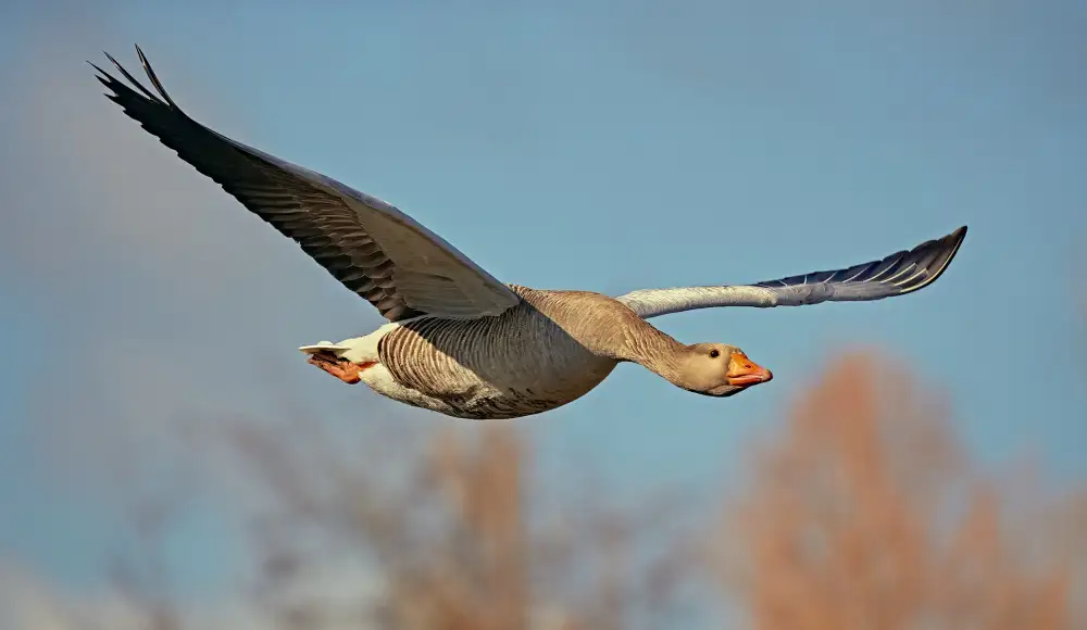 Williams, Stuart: Morning flight